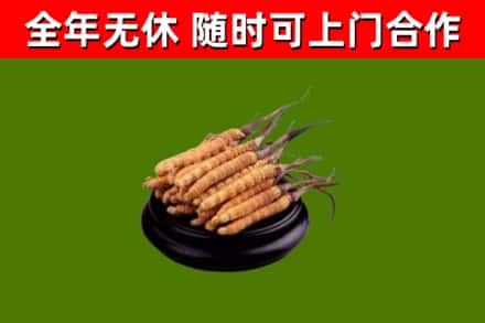 威宁回收散虫草