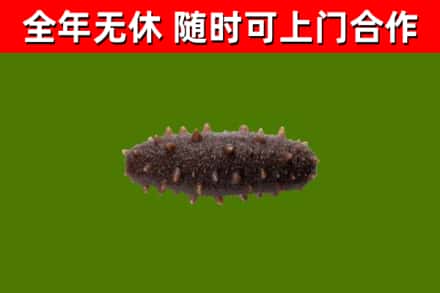 威宁回收海参干